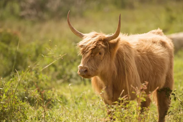 Vache de campagne dans le paddock — Photo