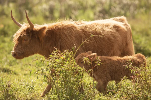 Vacas de campo en el paddock —  Fotos de Stock