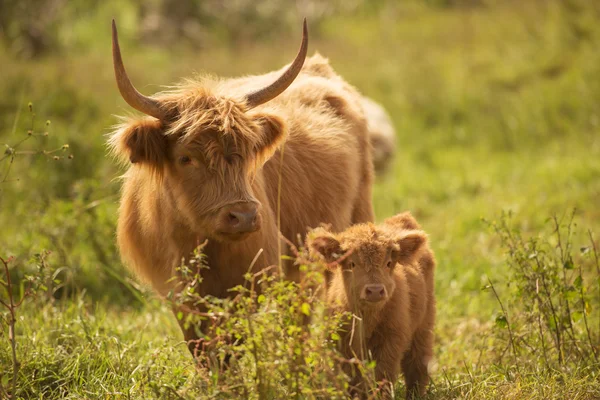 Vacas de campo en el paddock —  Fotos de Stock