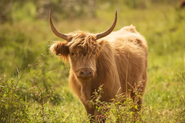 Vacas de campo en el paddock —  Fotos de Stock