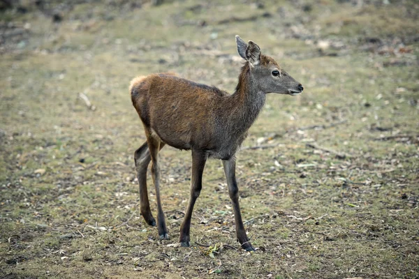 Herten buiten tijdens de dag — Stockfoto