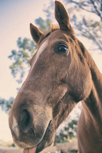 Кінь у колоді — стокове фото