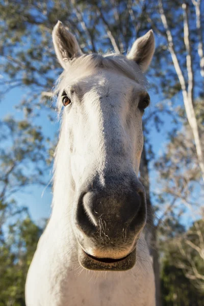 Кінь у колоді — стокове фото