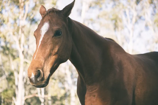 Paard in de paddock — Stockfoto