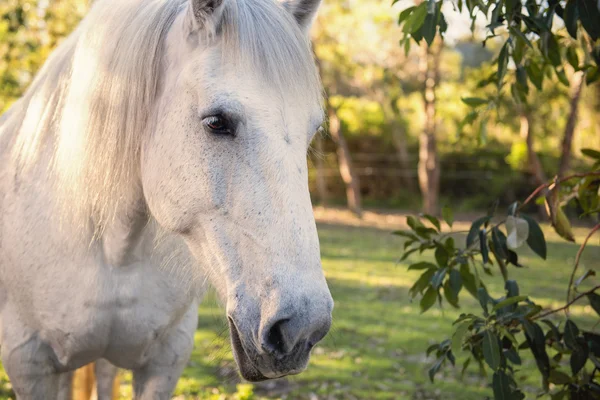 Cheval dans le paddock — Photo