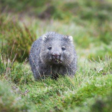 Wombat during the day clipart