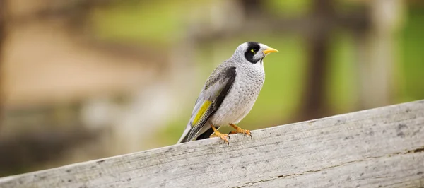 Ruidoso pájaro minero solo — Foto de Stock