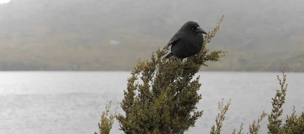 Currawong negro descansando sobre una rama de árbol — Foto de Stock