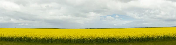 Fältet av raps växter — Stockfoto