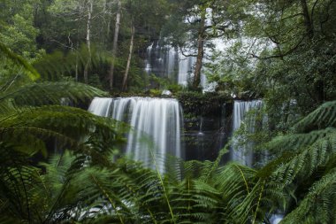 Russel Falls'ta Dağı Milli Park alanı.