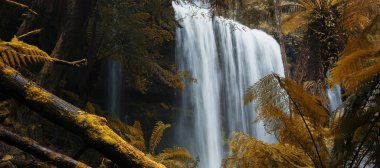 Russel Falls'ta Dağı Milli Park alanı.