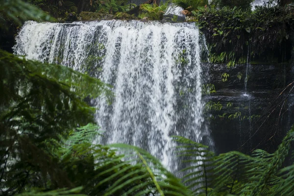 Russel Falls en el Parque Nacional Mount Field . —  Fotos de Stock