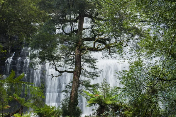 Рассел Falls в гору поле Національний парк. — стокове фото