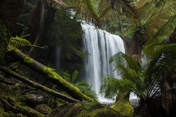 Russel Falls en el Parque Nacional Mount Field . —  Fotos de Stock