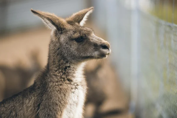 Mignon kangourou à l'extérieur — Photo