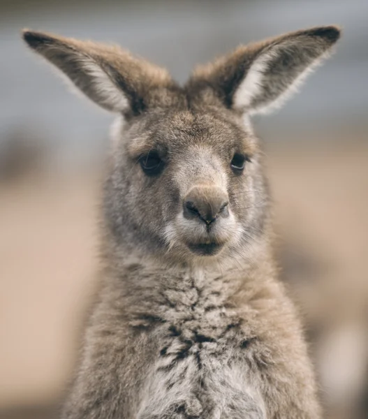 Mignon kangourou à l'extérieur — Photo