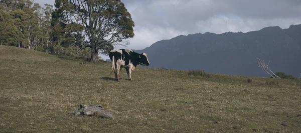 Holstein Fresian inek — Stok fotoğraf