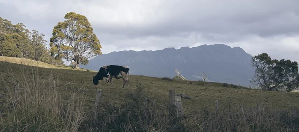 Holstein Fresian inek — Stok fotoğraf