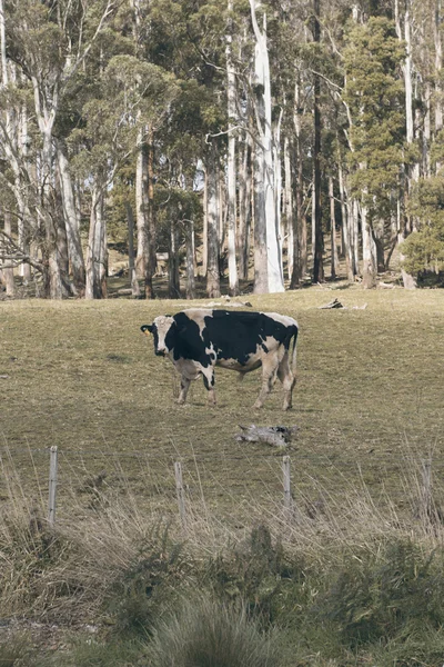 Holstein Fresian-tehén — Stock Fotó