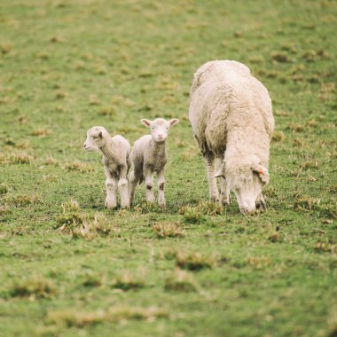 Çiftlikteki koyunlar