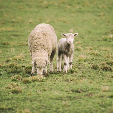 Çiftlikteki koyunlar