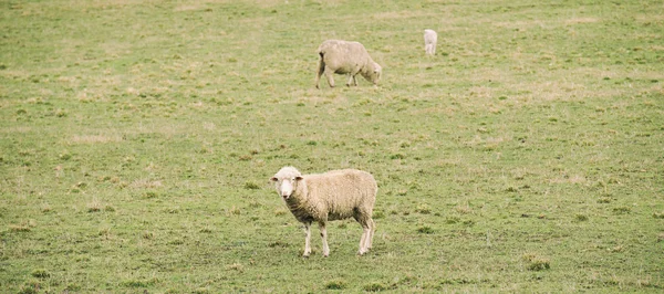 Schapen op de boerderij — Stockfoto