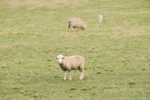 Grupo de ovinos na exploração — Fotografia de Stock