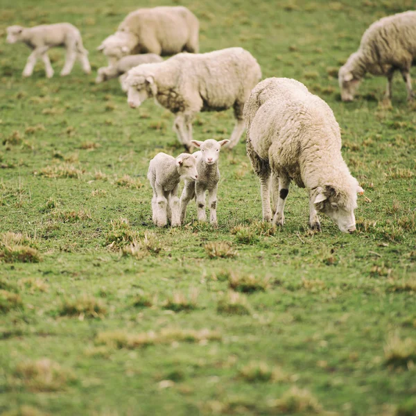 Schapen op de boerderij — Stockfoto