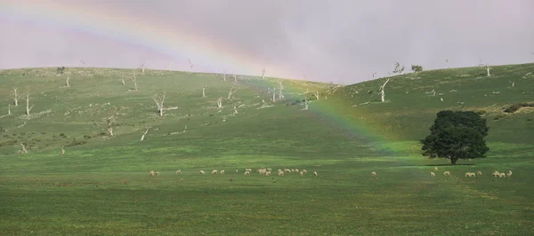 Schafe auf dem Bauernhof — Stockfoto