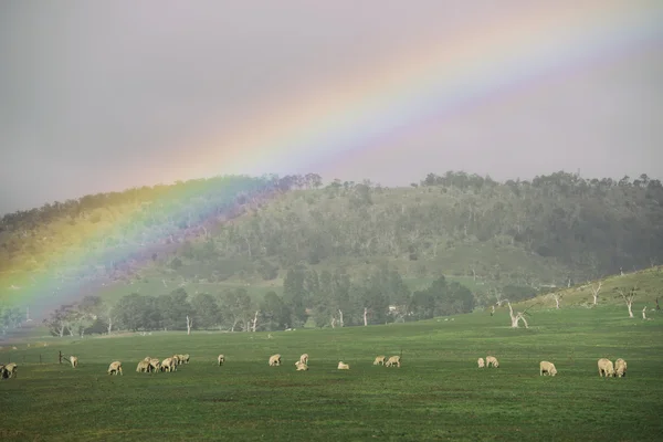 Sheep on the farm — Stock Photo, Image