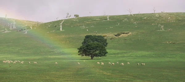 Ovejas en la granja — Foto de Stock