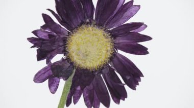 Güzel, canlı, mor, baskılı bir çiçeğe yakın çekim