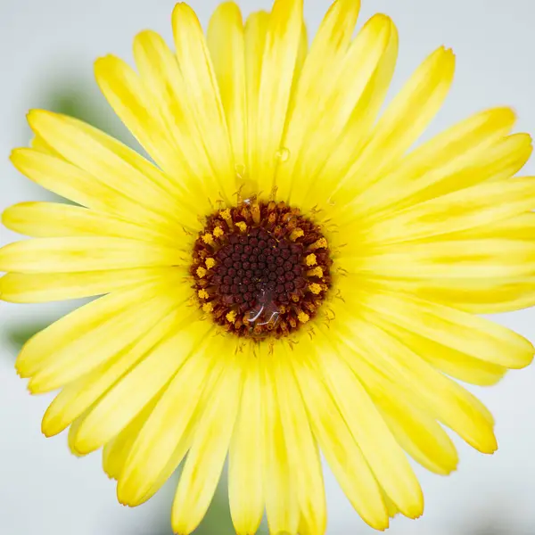 Крупный План Красивых Ярких Календул Медовый Запеченный Цветок — стоковое фото