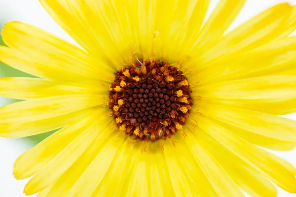Крупный План Красивых Ярких Календул Медовый Запеченный Цветок — стоковое фото