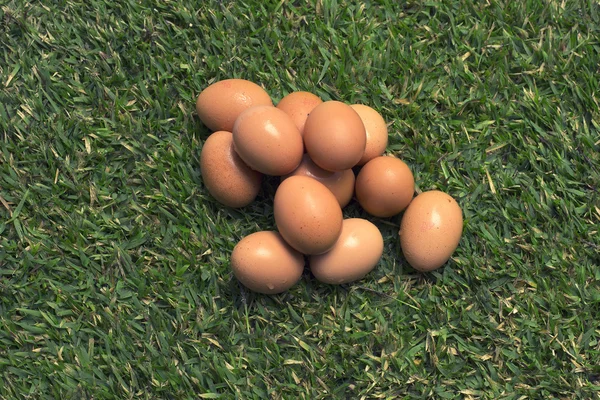 잔디에 계란 — 스톡 사진