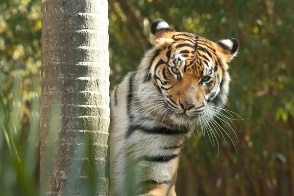 Tigre de Bengala — Foto de Stock