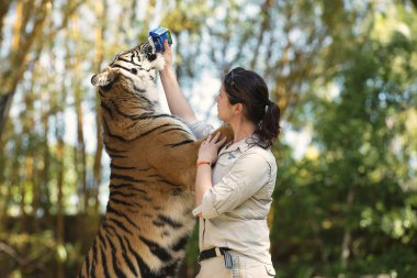 Sunshine coast, queensland, Avustralya - 17 Eylül 2014: bir eğitmen tarafından besleniyor, bileşik içinde Avustralya Hayvanat bahçesindeki büyük bengal kaplanı.