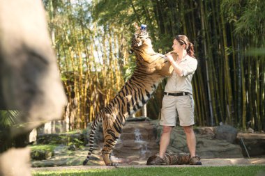 Sunshine coast, queensland, Avustralya - 17 Eylül 2014: bir eğitmen tarafından besleniyor, bileşik içinde Avustralya Hayvanat bahçesindeki büyük bengal kaplanı.