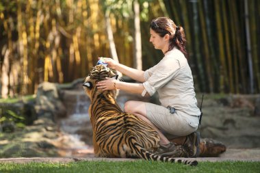 Sunshine coast, queensland, Avustralya - 17 Eylül 2014: bir eğitmen tarafından besleniyor, bileşik içinde Avustralya Hayvanat bahçesindeki büyük bengal kaplanı.