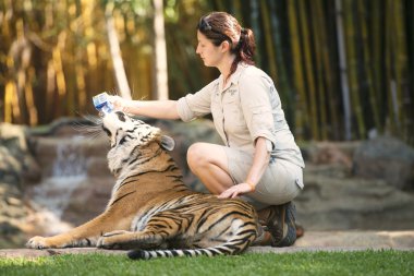 Sunshine coast, queensland, Avustralya - 17 Eylül 2014: bir eğitmen tarafından besleniyor, bileşik içinde Avustralya Hayvanat bahçesindeki büyük bengal kaplanı.
