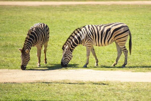 Duas zebras — Fotografia de Stock