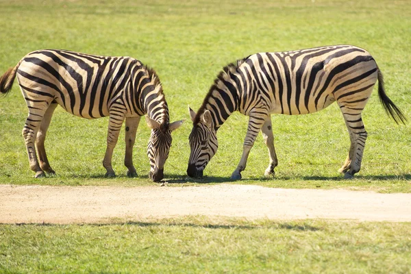 Duas zebras — Fotografia de Stock