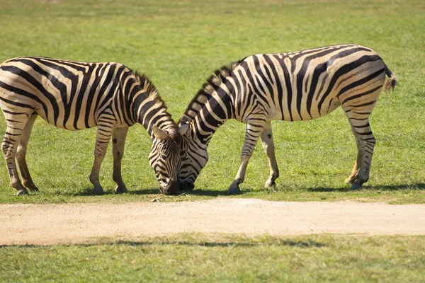 Duas zebras — Fotografia de Stock