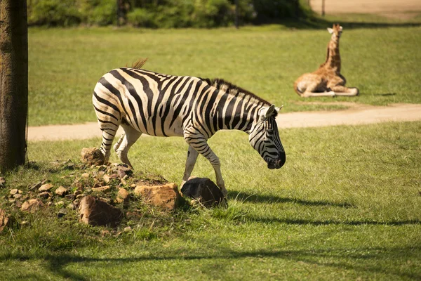 Uma zebra — Fotografia de Stock