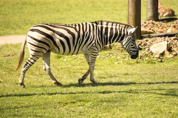 Jedna zebra — Zdjęcie stockowe