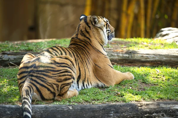 Bengaler Tiger — Stockfoto