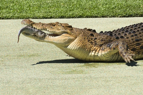 Large Crocodile. — Stock Photo, Image