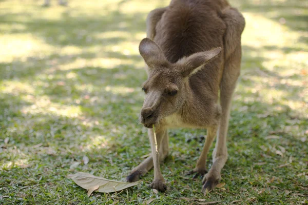 Kangaroo utanför — Stockfoto