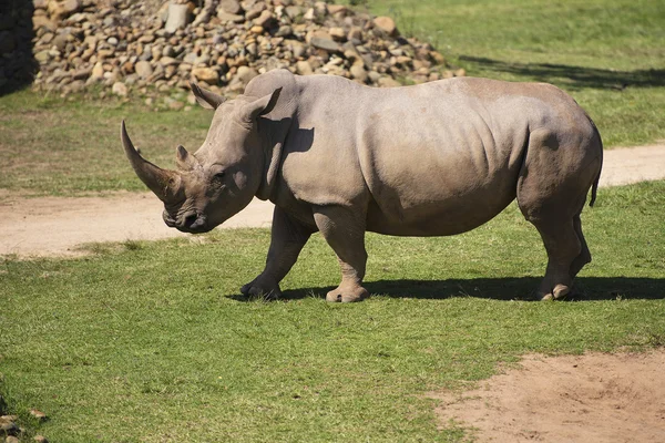 Rinoceronte no zoológico do parque . — Fotografia de Stock