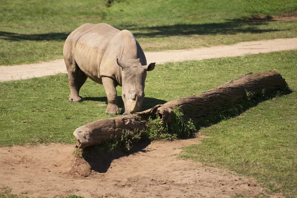 Rhino i parken zoo. — Stockfoto